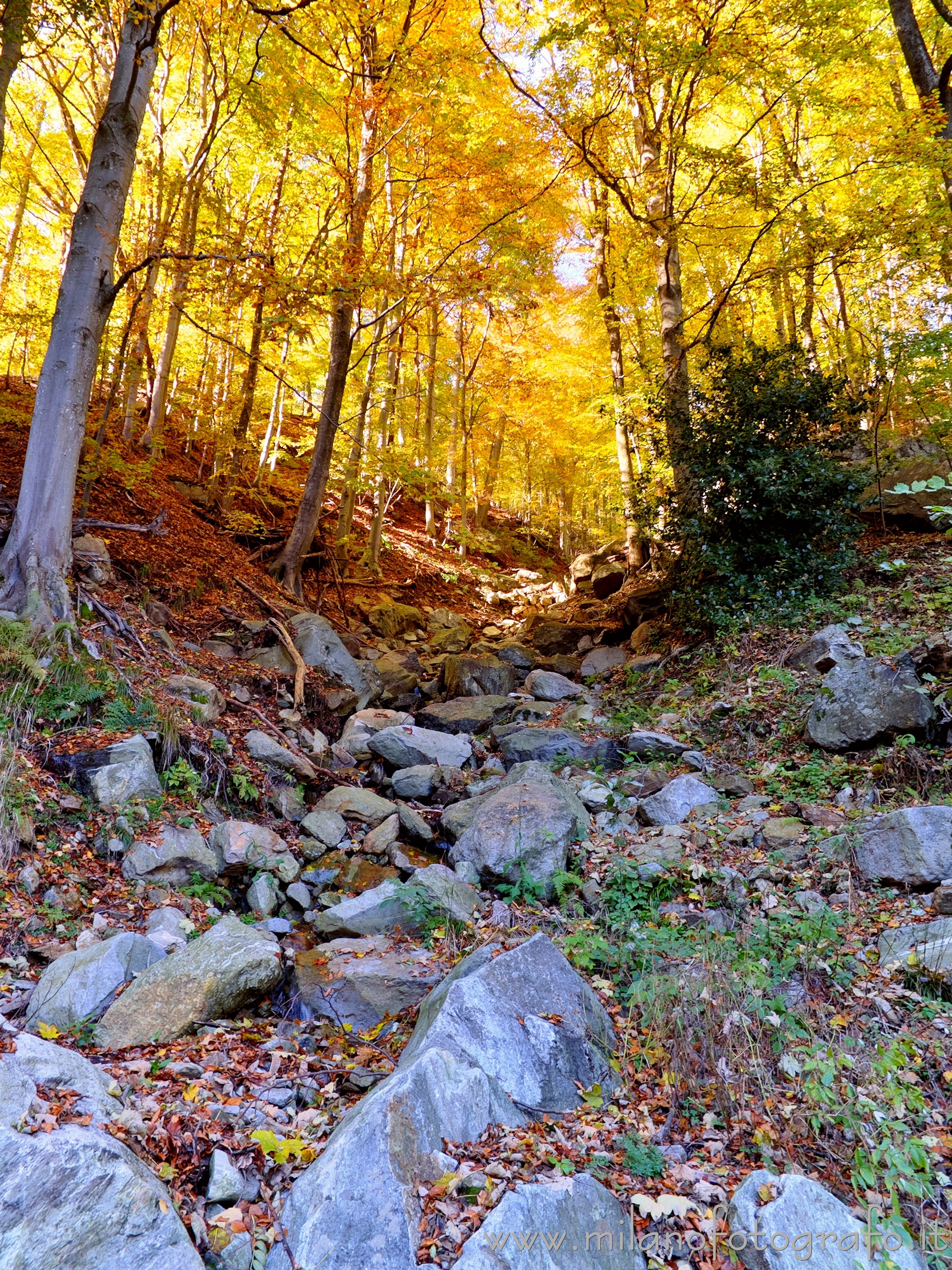 Rosazza (Biella) - Tonalità dorate del bosco autunnale lungo il sentiero per le Selle - Foto a piena risoluzione
